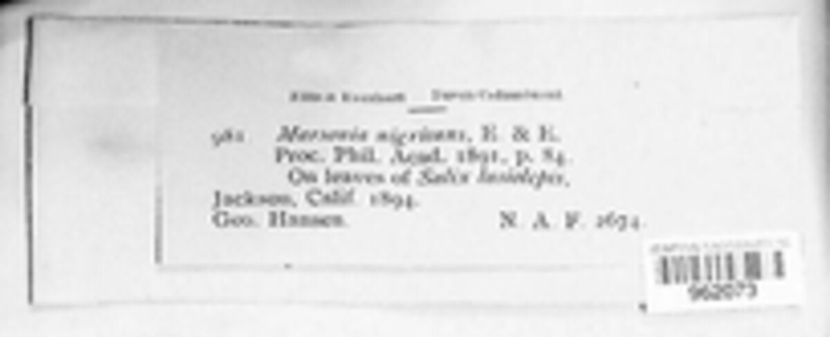 Marssonina nigricans image